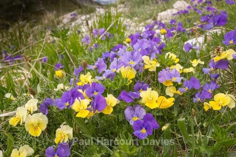 Eugenia's pansy (Viola eugeniae) - Flowers in the Landscape - 1