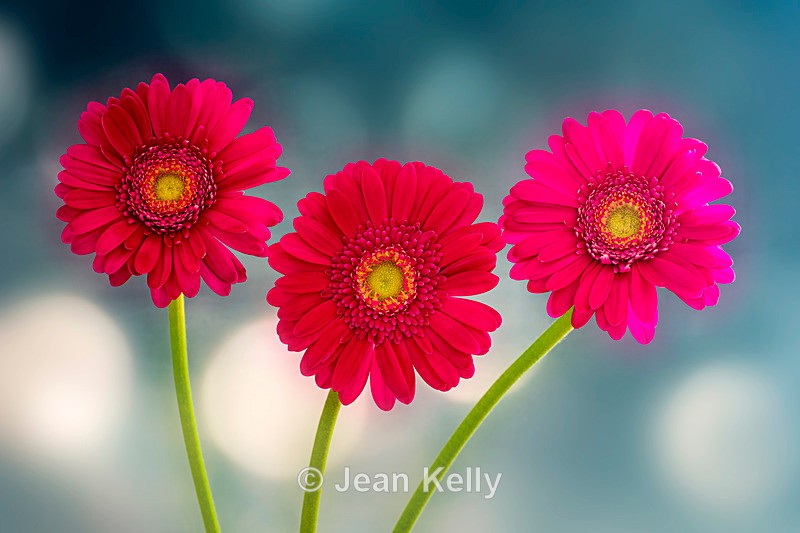 Hot Pink Gerbera in a Row - DSC_1228 - Pink