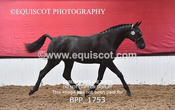 BPP_1753 - MORNING 9AM - 12PM