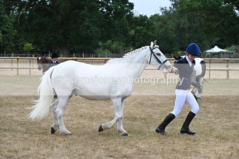 WJ7_9590 - Class 5 Most Handsome Gelding (up to 14.2hh)