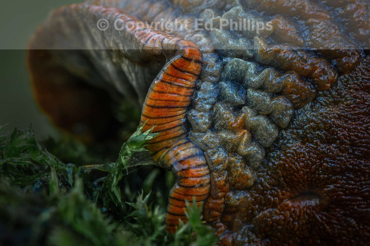 Slug Detail