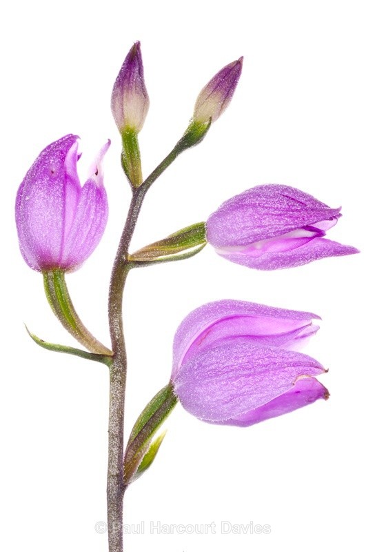  - WB: Orchids - Various
