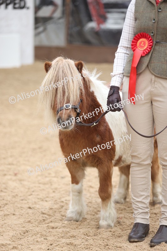 20251109-0346 - Class 13 - Mares 4 Years and Over