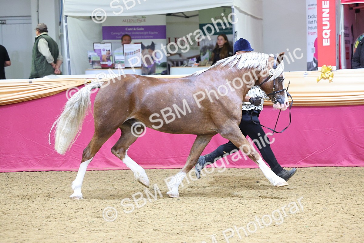 SBM_22835 - Class 903 - Supreme Final - IH Pre Vet