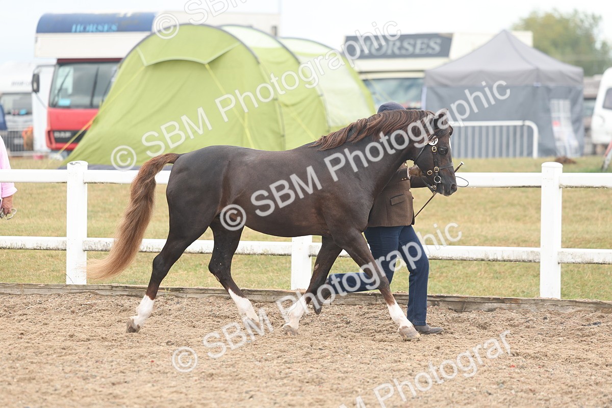 SBM_08410 - Class 29 - IH Veteran Pony