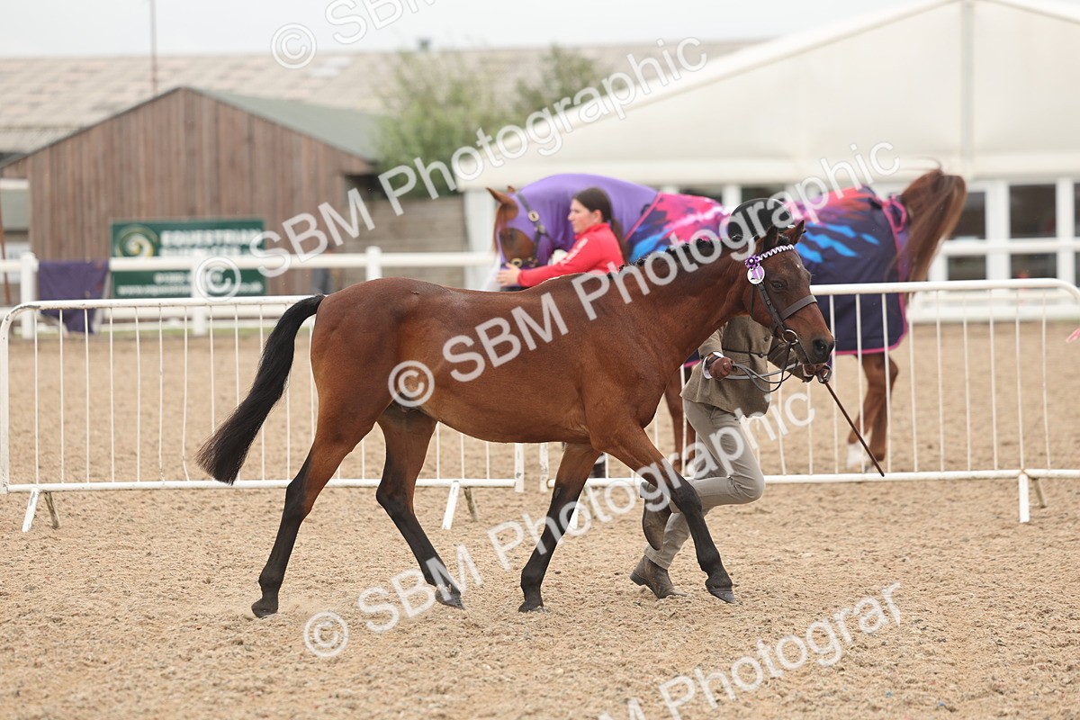 SBM_00509 - Class 13 Young Handler