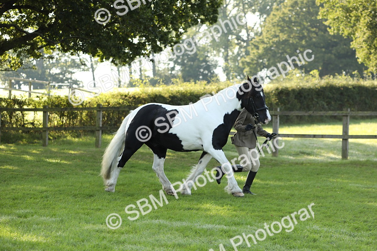 SBM_60892 - S43 - Coloured Pony In Hand