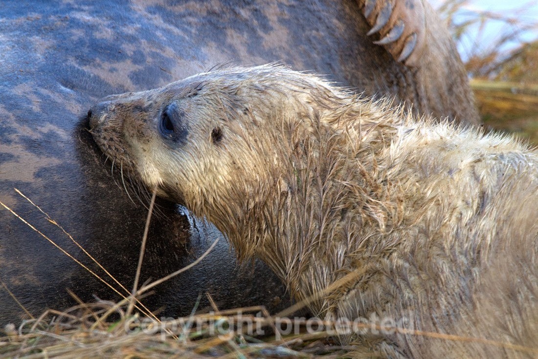 Grey Seal Pup - Lincolnshire - Mammals
