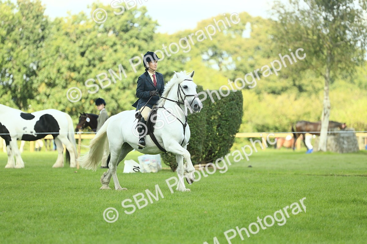 SBM_42917 - S30 - M&M Working hunter Pony