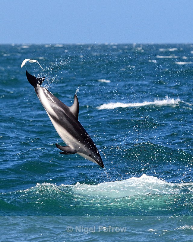 Dusky Dolphin performs somersault, Kaikoura, New Zealand - Dolphin
