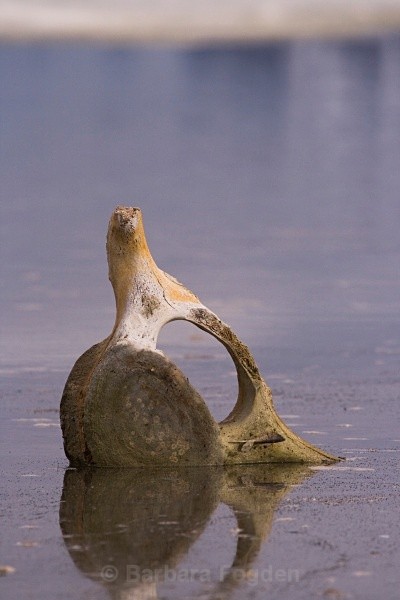 Whale bone 8369 - Summer time