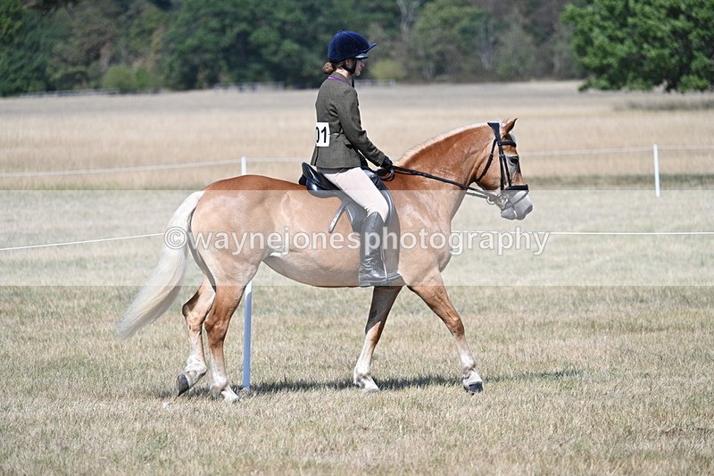 WJ7_1188 - Class 41 Prettiest Mare
