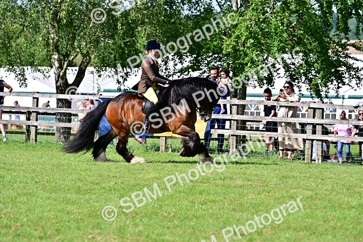 SBM_09361 - Class 63-65 - Traditional Gypsy Cobs In Hand & Ridden