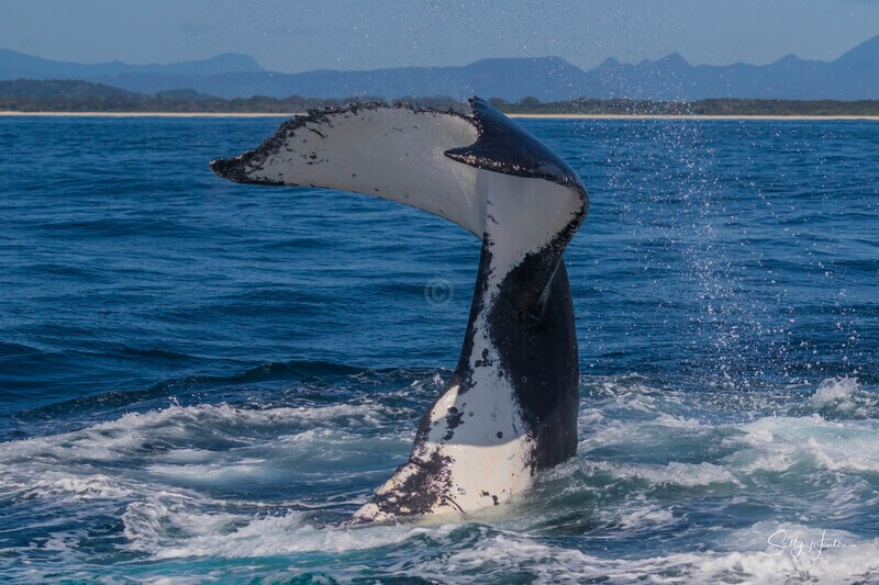 0A3A2566 - 2024 Whale Photos