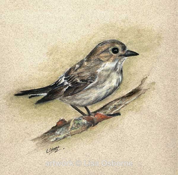 Flycatcher