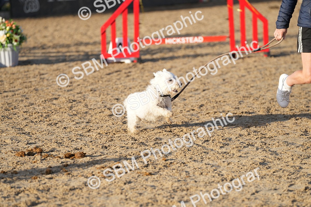 SBM_29428 - J44 - Horse & Hound Open 70cm