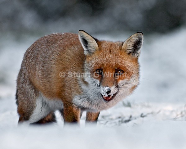 604 - Fox