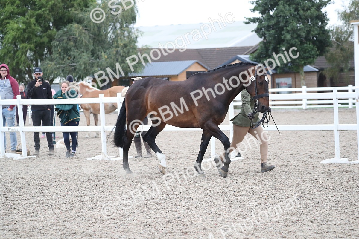 SBM_18318 - Class 318 IH Part bred Horse/Pony