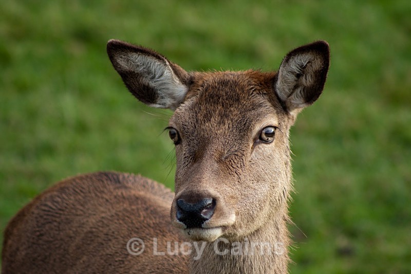  - British Wildlife Centre, East Grinstead