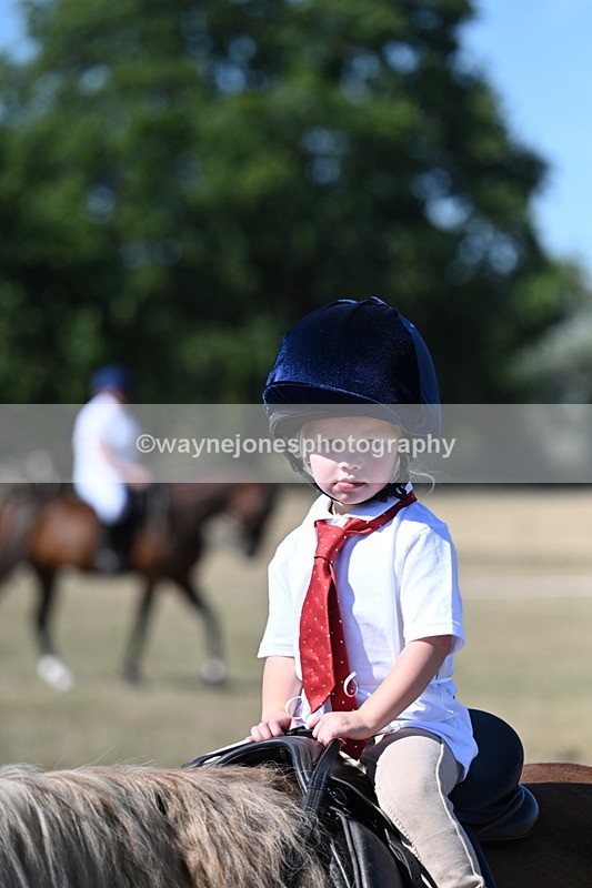 WJ7_1489 - Class 42 Most Handsome Gelding