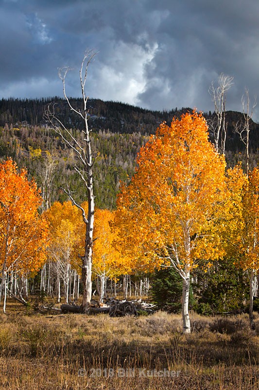 Yankee Meadow - Current Show