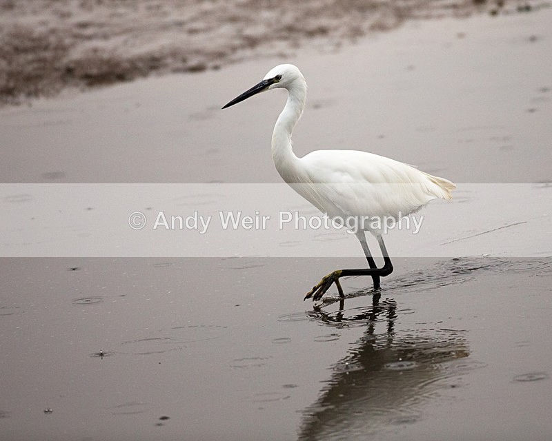 20140929-3K8A6136 - Herons & Egrets