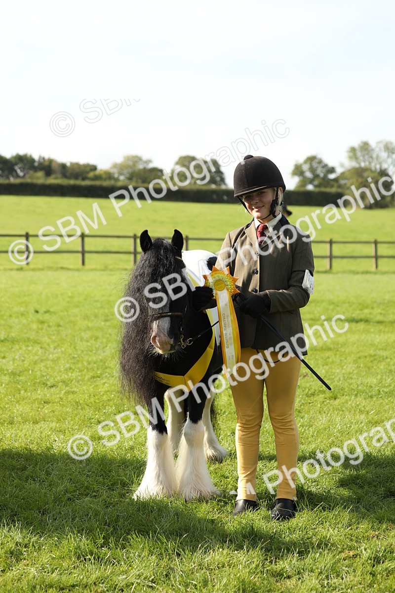 SBM_60996 - S43 - Coloured Pony In Hand