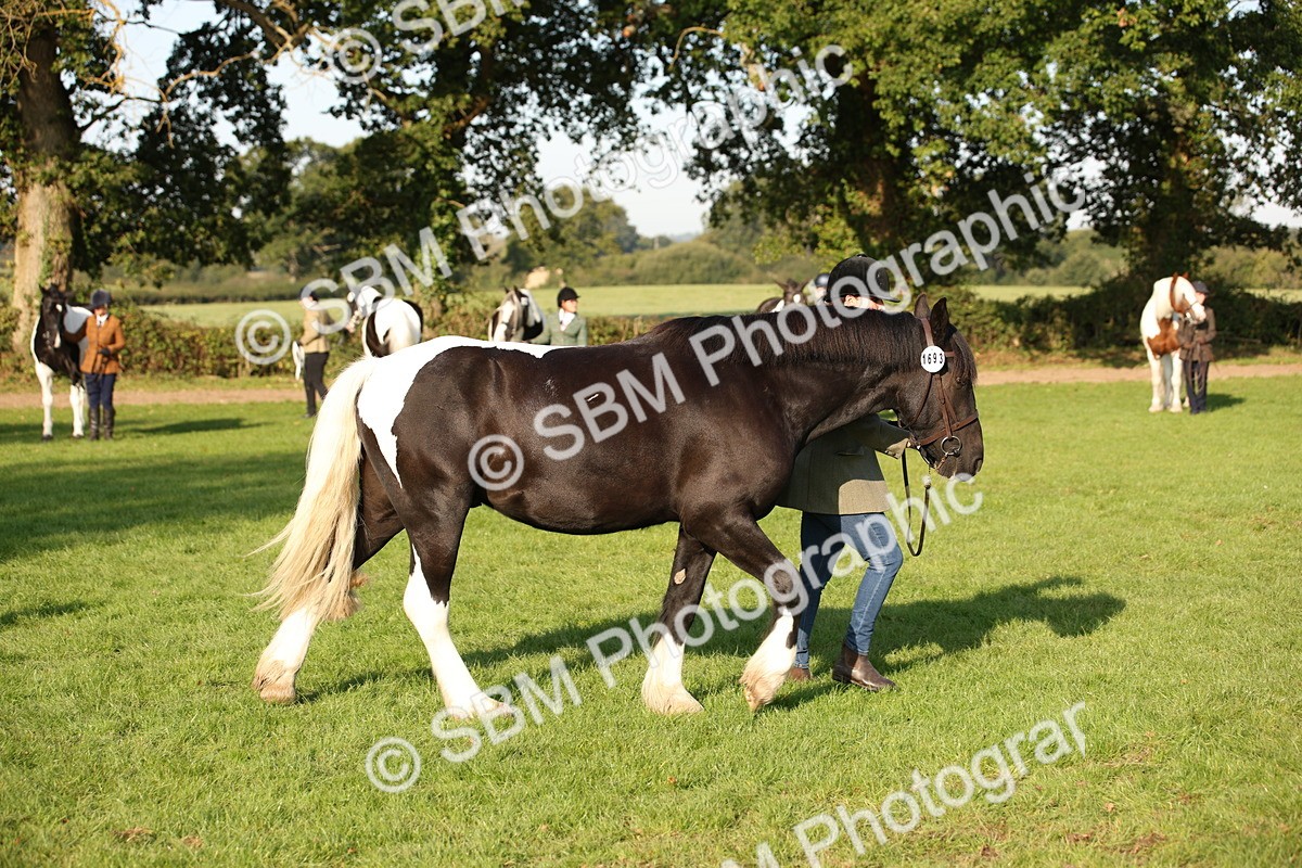 SBM_58763 - S51 - Piebald & Skewbald Horse In Hand