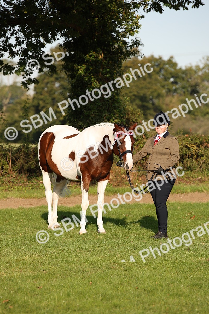 SBM_58766 - S51 - Piebald & Skewbald Horse In Hand