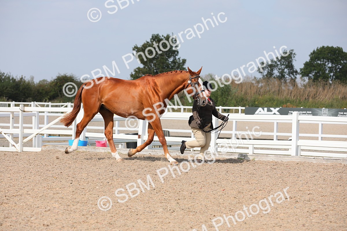 SBM_15673 - Class 312 IH Competition Horse/Pony