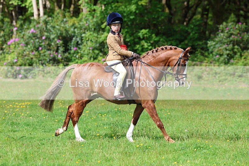 3E7A2645 - Working Hunter Championship