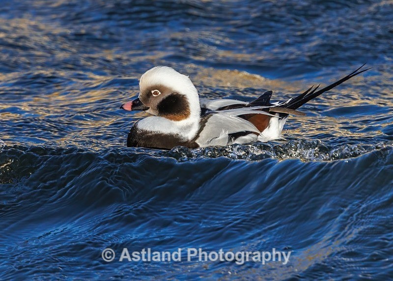Long-tailed Duck - Latest Images
