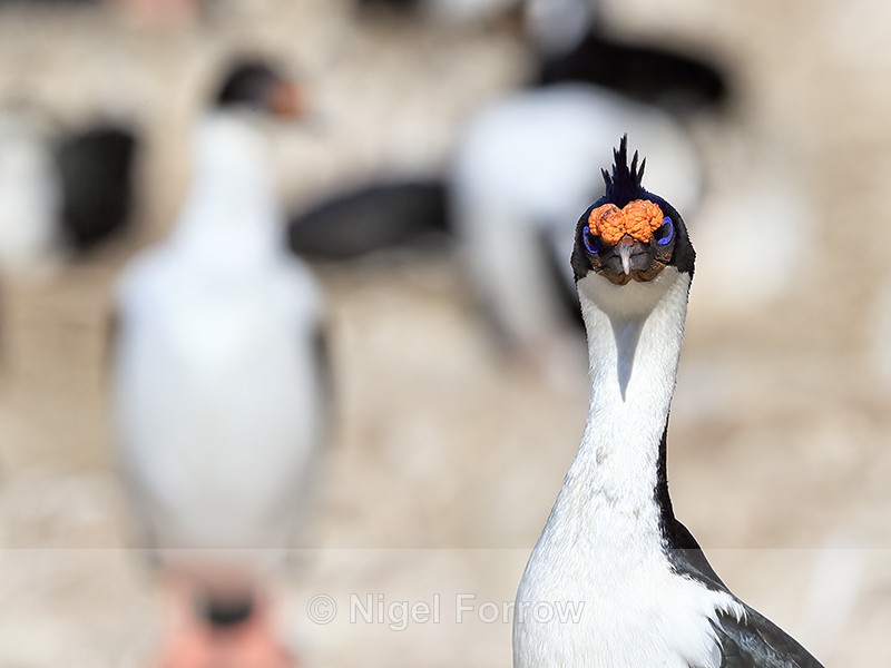 Imperial Shag head front view, Carcass Island, Falklands - Imperial Shag