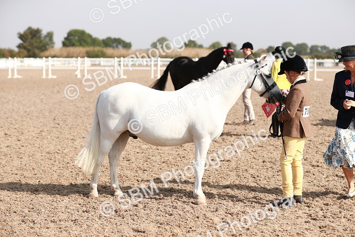 SBM_11069 - Class 205 IH Show Pony/ Show Hunter Pony