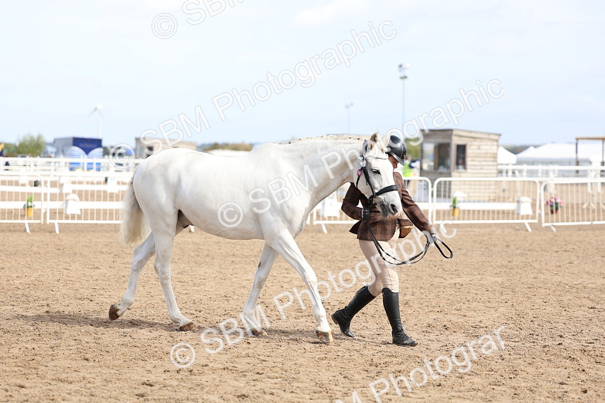SBM_01916 - Class 18 - Handsomest Gelding - IH or Ridden