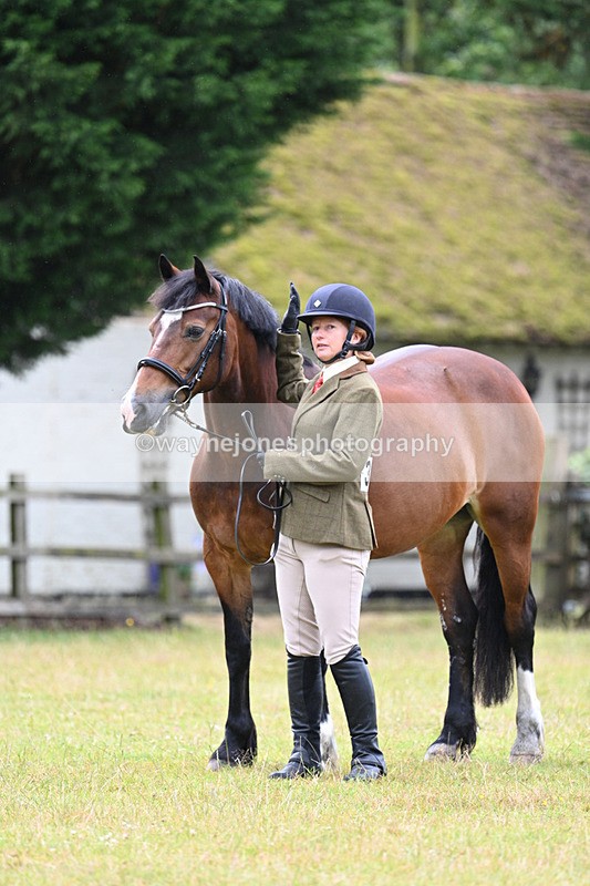 WJ7_6318 - Class 4a Prettiest Mare over 14hh