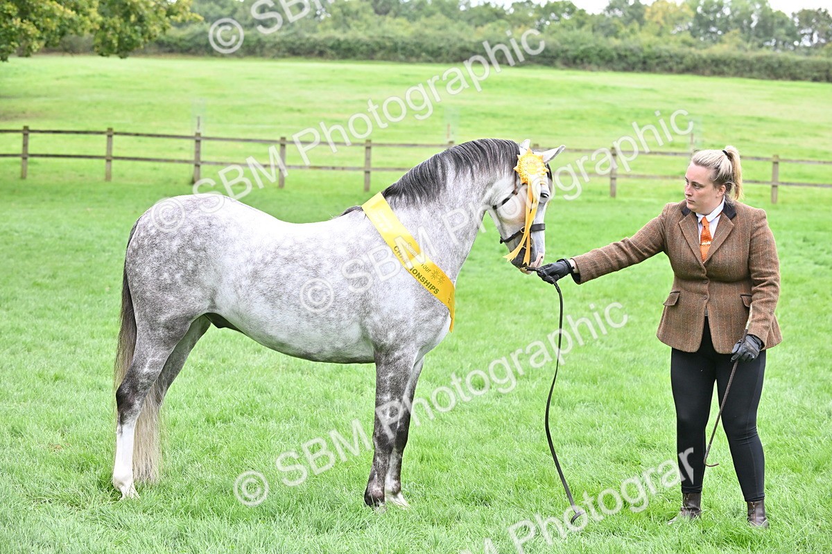 SBM_61043 - S48 - Mountain & Moorland In Hand Small Breeds