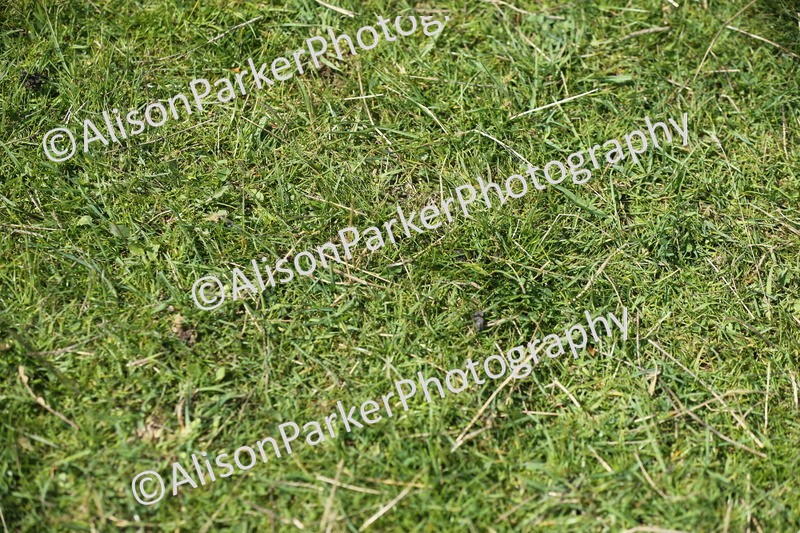 20250427-3394 - Class 3 - Hoof and Foot