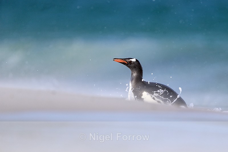 Gentoo Penguin arriving on Leopard Beach, Carcass Island, Falklands - Gentoo Penguin