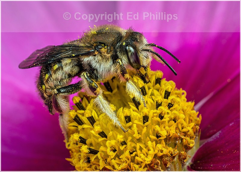 Anthidium manicatum (m)