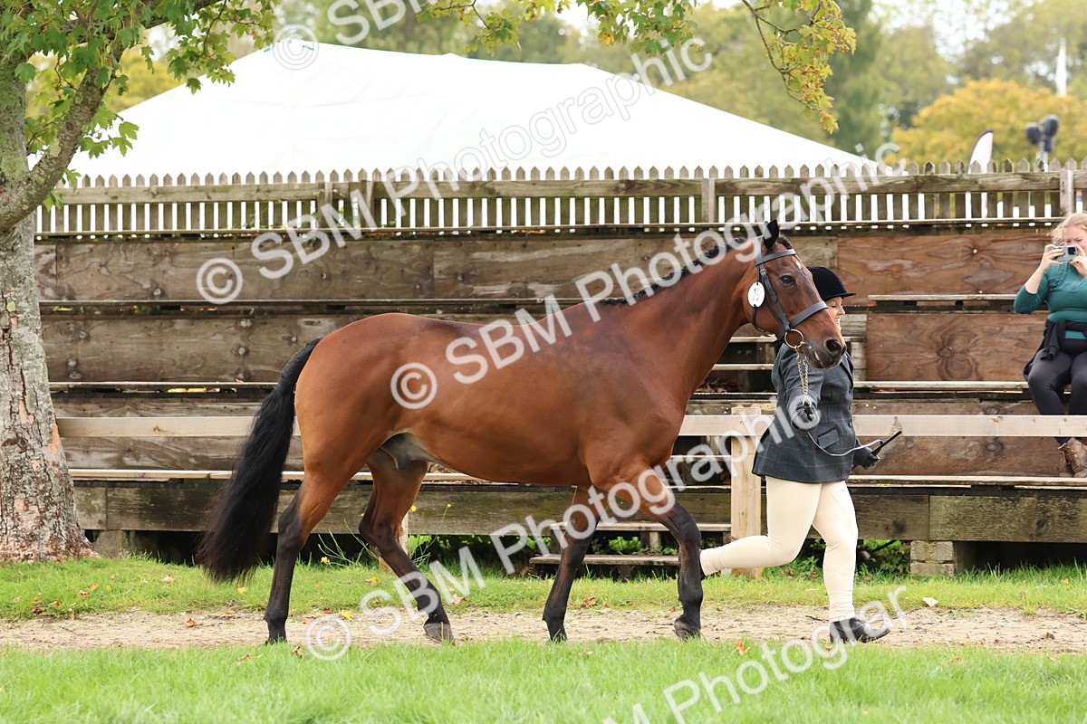 SBM_41713 - S26 - Mature Veteran In Hand