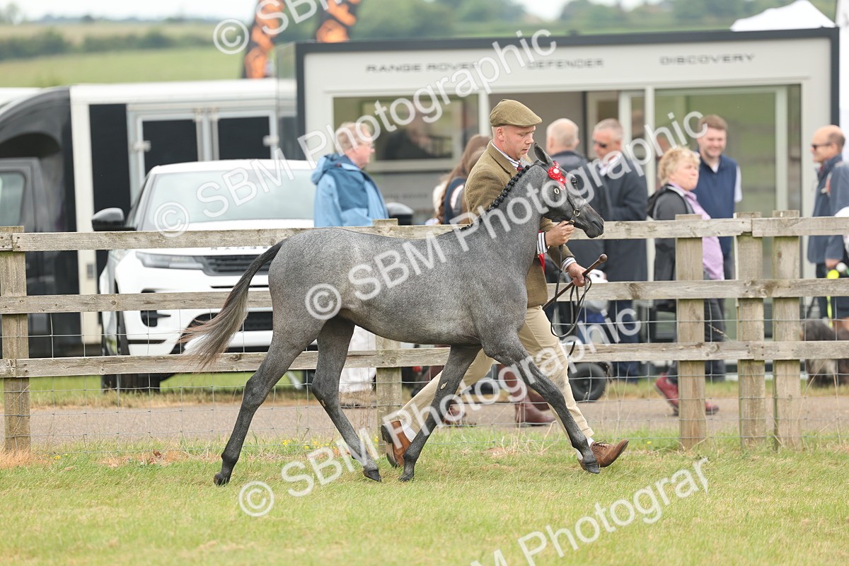 SBM_05386 - Class 68-73 - Riding Pony Breeding