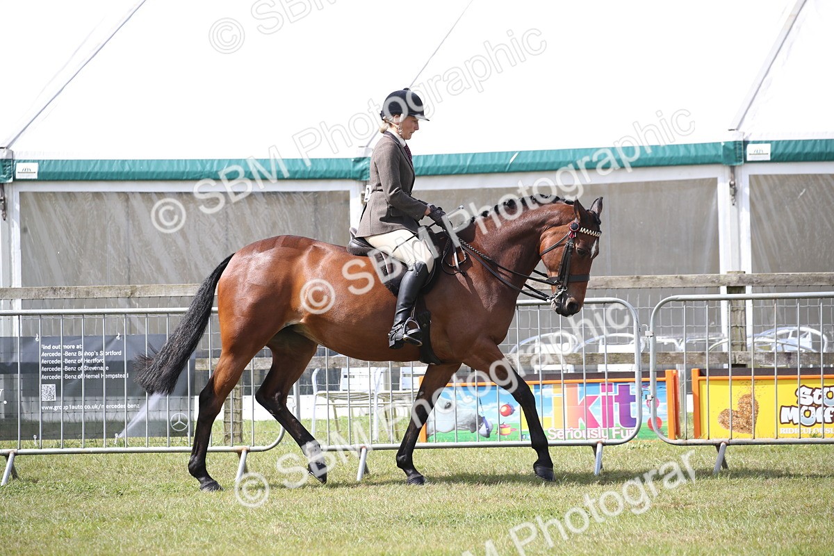 SBM_13178 - Class 95-96 - LIHS BSHA Rising Star Hack Riding Horse