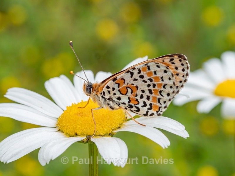 Spotted fritillary (Melitaea didyma) - Insects, Spiders and other Animals