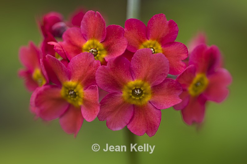 Flower - 5410 - Pink