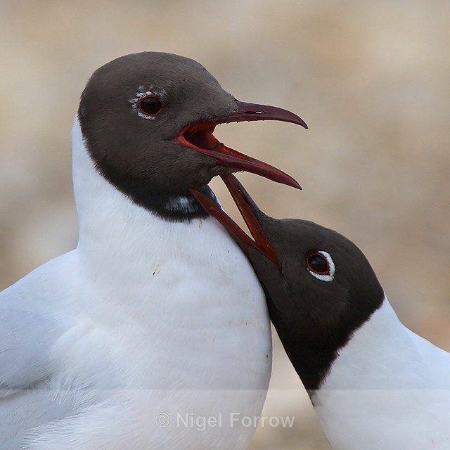 Black-headed Gull courtship at Brownsea Island - Black-headed Gull