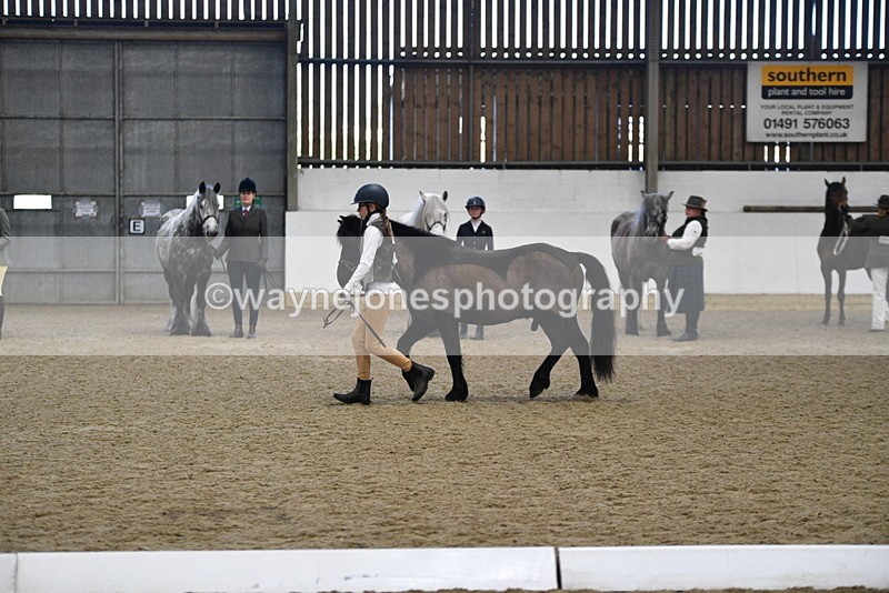 WJ5_4198 - Class 6 In hand M&M - Large Breeds