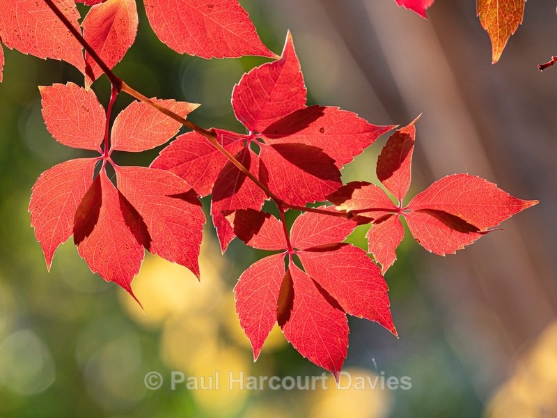 Virginia creeper (Parthenocissus quinquefolia) - Podere Montecucco autumn colour in the garden - Autumn Colours 2020