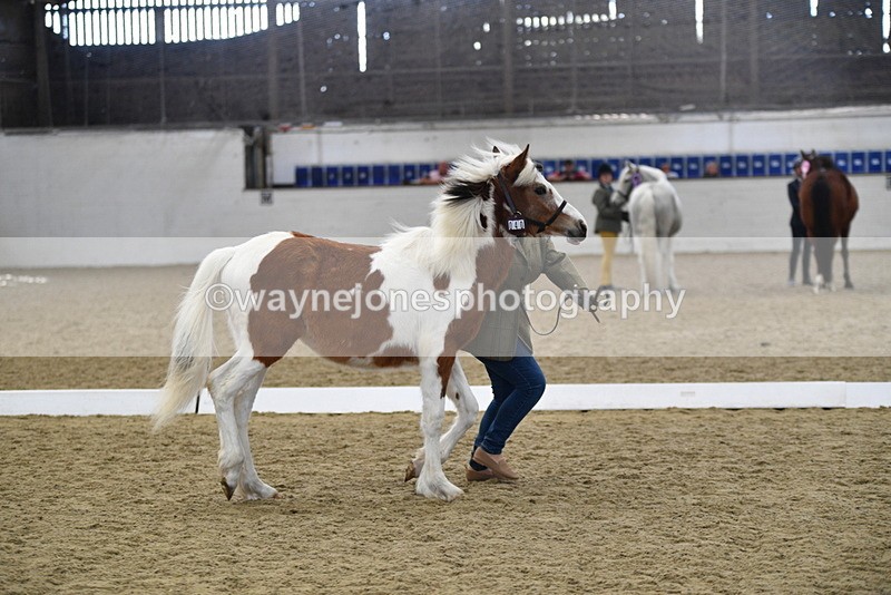 WJ5_4959 - Class 7 In hand coloured / odd coloured
