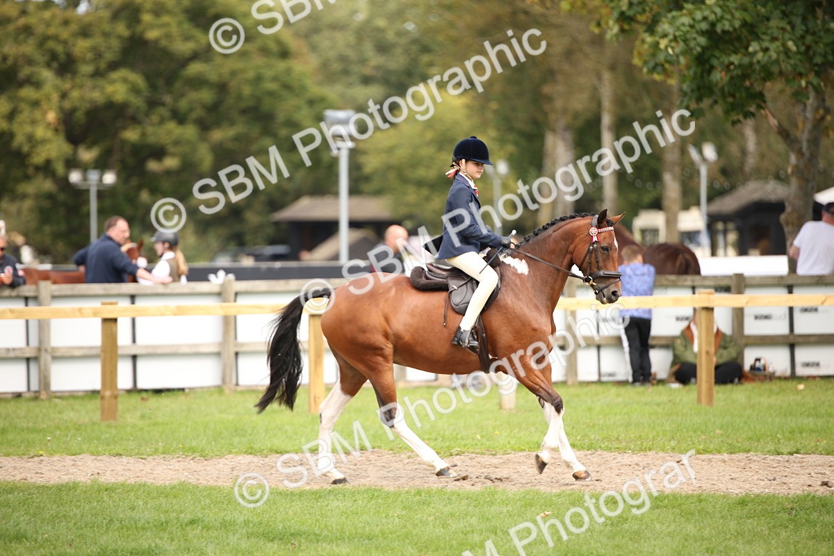 SBM_42315 - S13 - Pony Club Pony